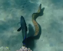Рыбки и кораллы Красного моря, фото 95