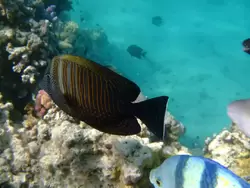 Рыбки и кораллы Красного моря, фото 84