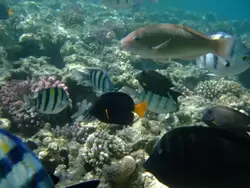 Рыбки и кораллы Красного моря, фото 82