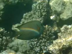 Рыбки и кораллы Красного моря, фото 74