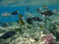 Рыбки и кораллы Красного моря, фото 71