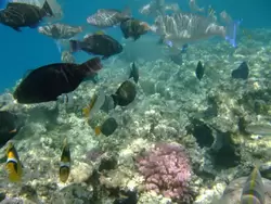 Рыбки и кораллы Красного моря, фото 70