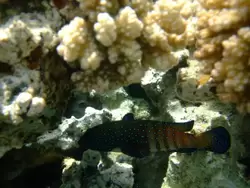 Рыбки и кораллы Красного моря, фото 67