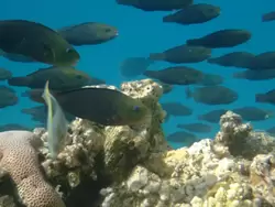 Рыбки и кораллы Красного моря, фото 65