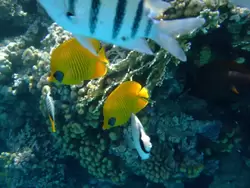 Рыбки и кораллы Красного моря, фото 55