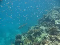 Рыбки и кораллы Красного моря, фото 53