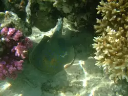 Рыбки и кораллы Красного моря, фото 50