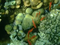 Рыбки и кораллы Красного моря, фото 48