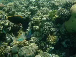 Рыбки и кораллы Красного моря, фото 5
