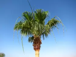 Пальма с бутонами