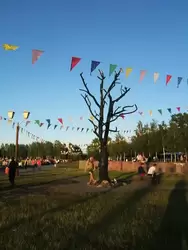 Дерево желаний на набережной Петрозаводска