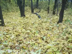 Осенний листопад клёна в парке Юности