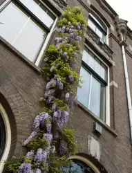 Амстердам накануне Дня Королевы, фото 26
