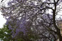 Очень красивые деревья усыпаные фиолетовыми цветами
