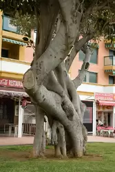 Дерево с извивающимся стволом