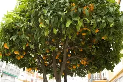 На улицах растут апельсиновые деревья
