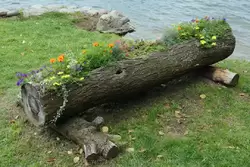 Цветник в стволе дерева