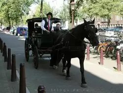 Катание на лошадях по Амстердаму