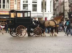 Прогулки на лошадях по Амстердаму