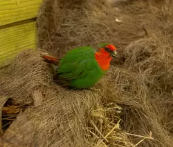Амадина попугайная красноголовая, Птичий сад Дендрария Сочи