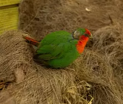 Амадина попугайная красноголовая, Птичий сад Дендрария