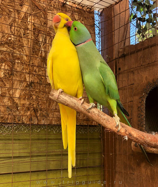 Дендрарий Сочи, ожереловые попугаи в Птичьем саду