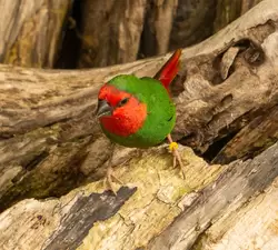 Красноголовая попугайная амадина, Птичий сад Дендрария
