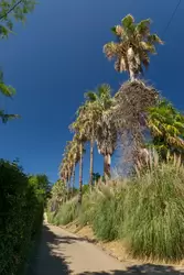 Пальмовая аллея