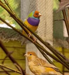 Птичий сад в парке Дендрарий в Сочи