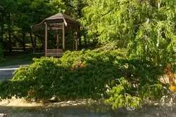 Японский садик Дендрария в Сочи
