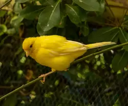 Жёлтая канарейка, Птичий сад Дендрария