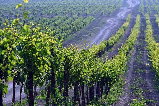 Абрау-Дюрсо — экскурсия на завод шампанских вин