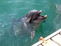 Анапский Утришский дельфинарий , фото 4