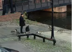 Жирные утки, живущие на канале в Манчестере