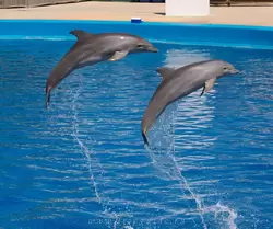 Дельфинарий в Валенсии