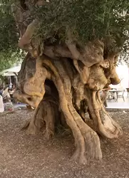 Самое старое оливковое дерево в Пальма-де-Мальорке