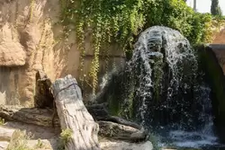 Водопад для медведя в зоопарке Барселоны