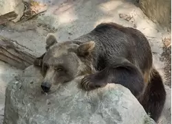 Бурый медведь — зоопарк Барселоны