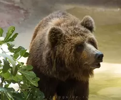 Бурый медведь — зоопарк Барселоны