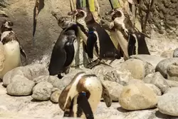 Пингвин Гумбольдта — зоопарк Барселоны