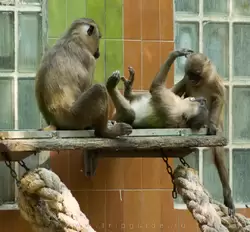 Шимпанзе — зоопарк Барселоны