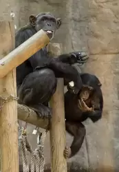 Шимпанзе в зоопарке Барселоны