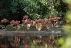 Розовый фламинго (обыкновенный) — зоопарк Барселоны