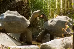 Гигантские черепахи в зоопарке Барселоны