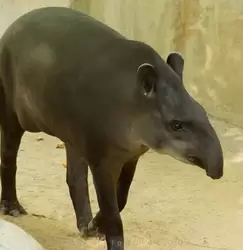 Равнинный тапир — зоопарк Барселоны