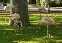 Чилийский фламинго в зоопарке Барселоны