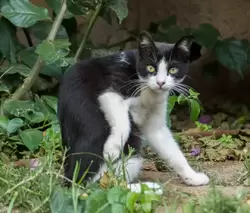 Кошка, живущая в зоопарке Барселоны