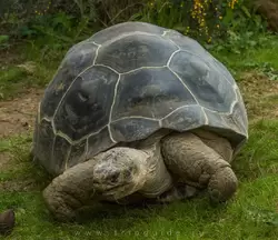 Галапагосская черепаха — зоопарк Лондона