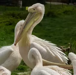 Розовый пеликан в зоопарке Лондона