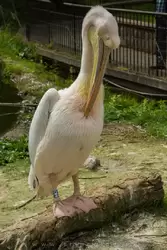 Розовый пеликан (great white pelican, eastern white pelican, rosy pelican or white pelican)